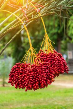 Dates palm branches with ripe dates