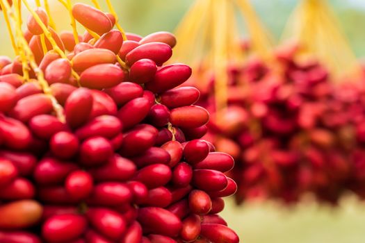 Dates palm branches with ripe dates