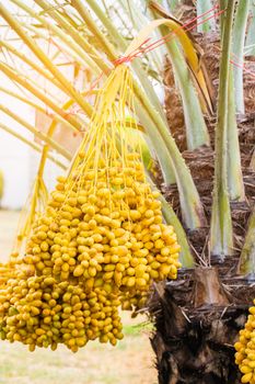 Dates palm branches with ripe dates