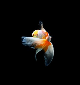 goldfish isolated on a dark black background