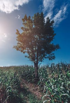 Corn farm on hill with blue sky and sunset background