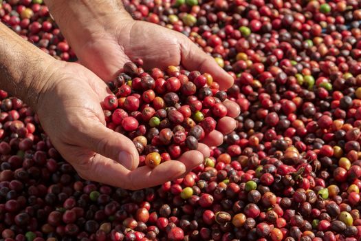 Fresh Arabica coffee berries . Organic coffee farm