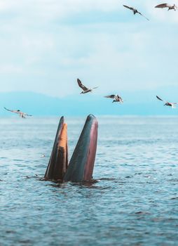 Bryde's whale, Eden's whale, Eating fish at gulf of Thailand