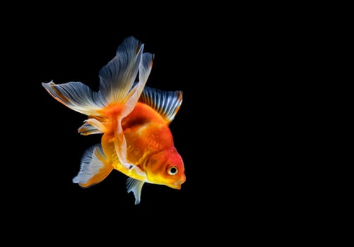 goldfish isolated on a dark black background