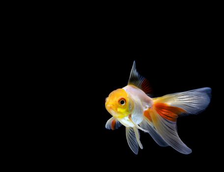 goldfish isolated on a dark black background