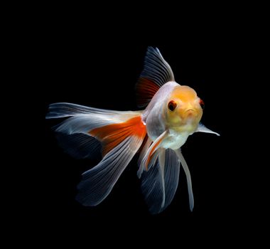 goldfish isolated on a dark black background