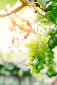 bunches of ripen grape hanging from vines in the farm
