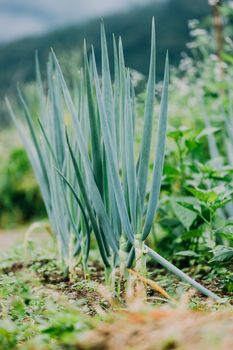 Organic Spring Onion In Growth