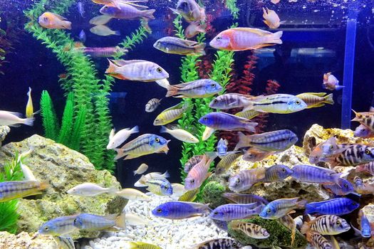 An aquarium with a variety of colorful tropical fish