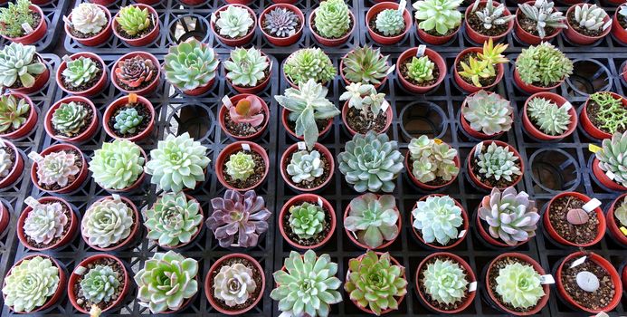Market vendor sells Echeveria plants in small pots
