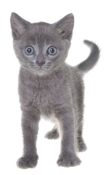 Shorthair grey kitten crawling sneaking isolated on a white background