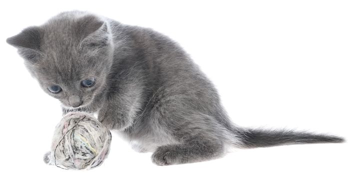 Small gray shorthair kitten plays with ball of yarn isolated on white background.