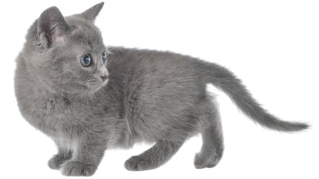 Small kitten crawling sneaking on a white background