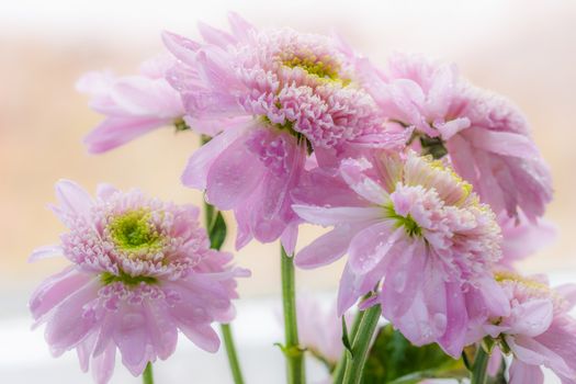 Chrysanthemum close-up with drops of water on the petals.