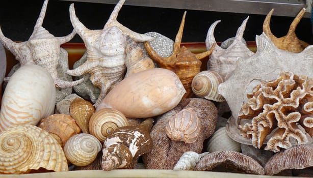 A street vendor sells exotic sea shells
