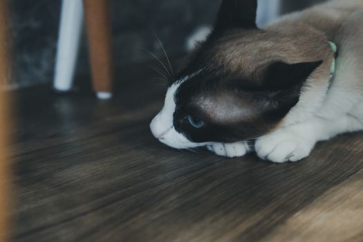 white brown cat laying resting on the floor