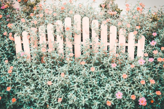 pink flower plant in flowerbed beside wooden fence