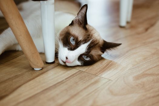 white brown cat laying resting on the floor