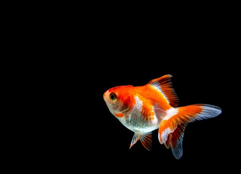 goldfish isolated on a dark black background