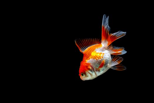 goldfish isolated on a dark black background