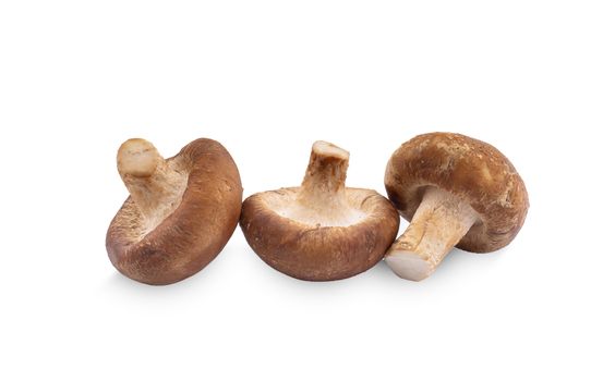 Shiitake mushroom on the White background