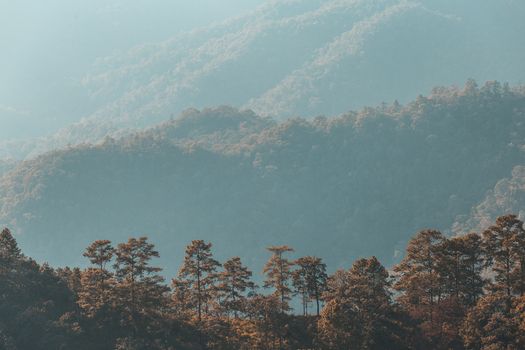 Pinus mugo - It is also known as creeping pine, dwarf mountain pine