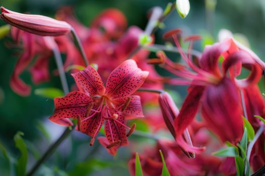 Wet flower of red lily after the rain.