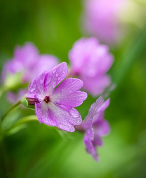 Pink phlox flower close up in summer garden