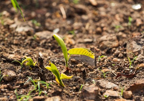 Young green sapling planting burning trees