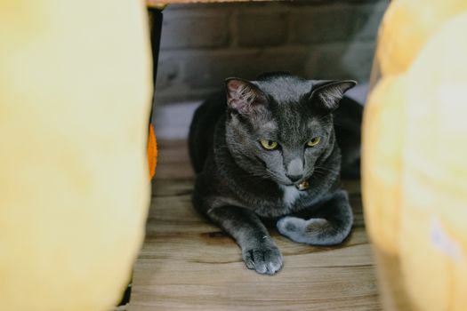 gray cat laying resting on the floor