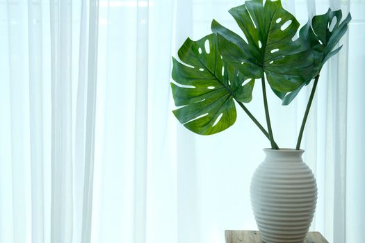 monstera plant in ceramic vase beside see through sheer window curtain. split leaf philodendron (Monstera deliciosa leaves