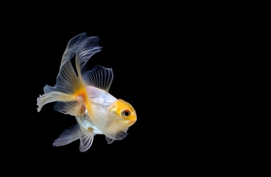 goldfish isolated on a dark black background