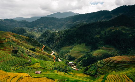 Rice fields on terrace in rainy season at Mu Cang Chai, Yen Bai