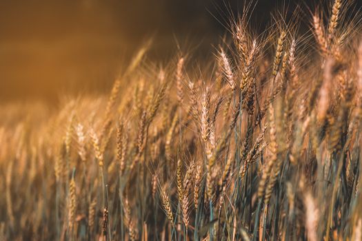 Field of wheat on sunset. Nature background