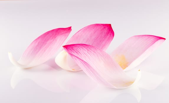 Closeup on lotus petal,Shallow Dof.