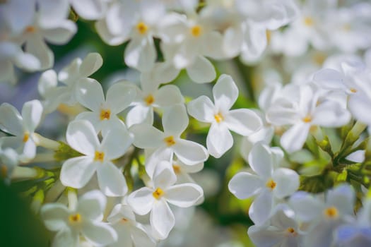 Branch of blossoming white lilac on a sunny day on a blurred background.