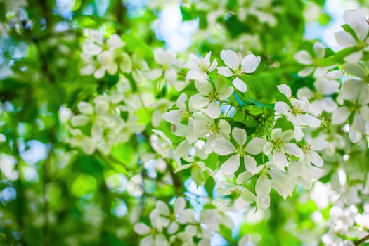 Branch of a blossoming apple tree in white flowers against the sky