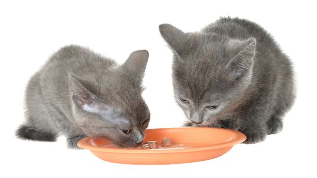 Two gray kitten eating cat food from a bowl on a white background.