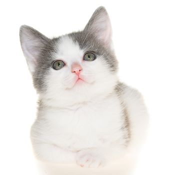 Bicolor gray-white small shorthair kitten lie isolated on a white background.