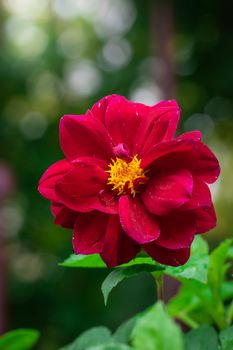 flowering red dahlias in the garden on a blurred background