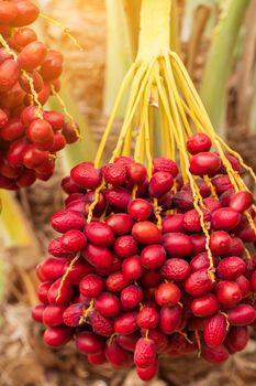 Dates palm branches with ripe dates