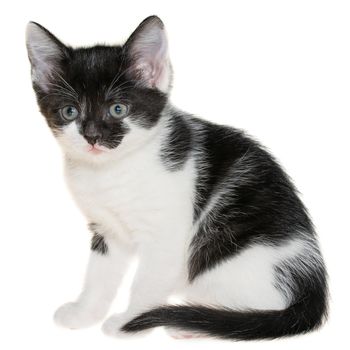 Bicolor black-white small shorthair kitten sitting isolated on a white background.