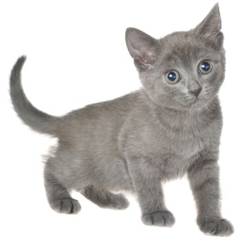 Small kitten isolated on a white background