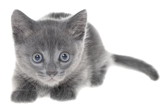 Small kitten playing isolated on a white background