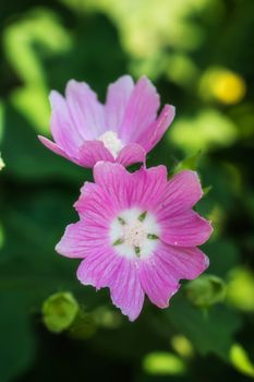 Bright crimson malva flowers with green leaves close up on a blur background.