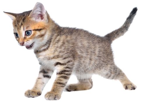 Shorthair brindled kitten crawling sneaking isolated.