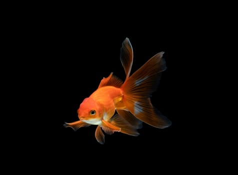 goldfish isolated on a dark black background