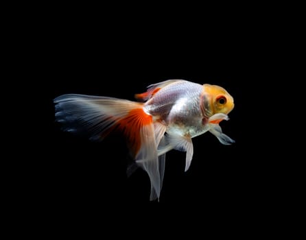 goldfish isolated on a dark black background