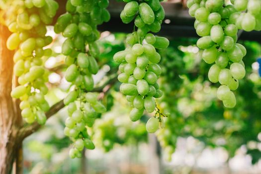 bunches of ripen grape hanging from vines in the farm