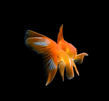 goldfish isolated on a dark black background